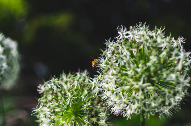 istock Close up flower at the garden 1322395729