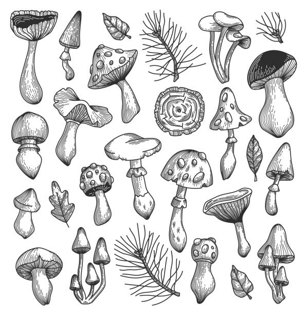 Vector sketch mushrooms collection. Hand drawn mushrooms collection. Vector sketch illustration with mushrooms, pines, leaves. Outline. peppery bolete stock illustrations