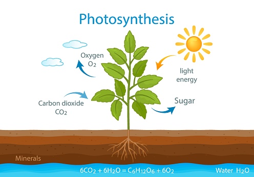 teaching poster with the process of cellular respiration of a growing plant with leaves. photosynthesis in nature. vector illustration