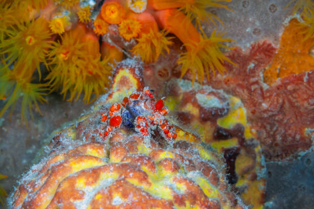 istock Orange cup coral,Tubastraea coccinea, 1322401071