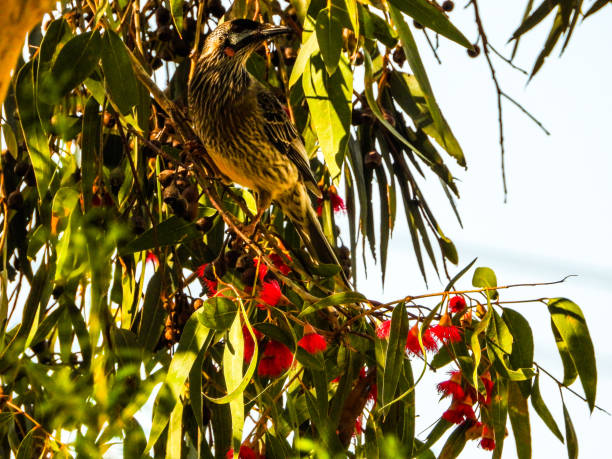 istock Tongala, Victoria, Australia 1322401276