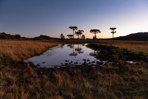The sunset colors with a natural pond with the reflection of the araucaria trees at the 'Serra Catarinense' in Urupema city, Santa Catarina state - south region of Brazil