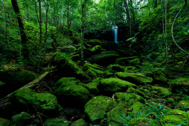 istock Beautiful forest in nation park, Thailand 1322404846