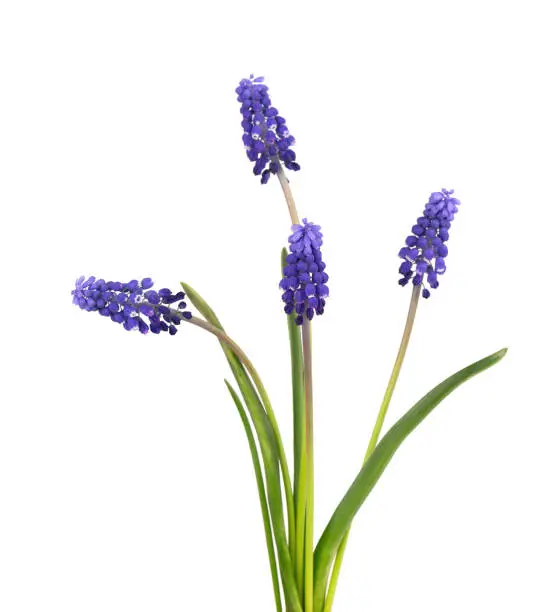 Photo of Muscari flowers isolated on white background. Grape Hyacinth. Beautiful spring flowers.