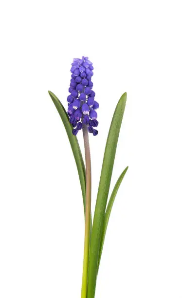 Photo of Muscari flower isolated on white background. Grape Hyacinth. Beautiful spring flowers.