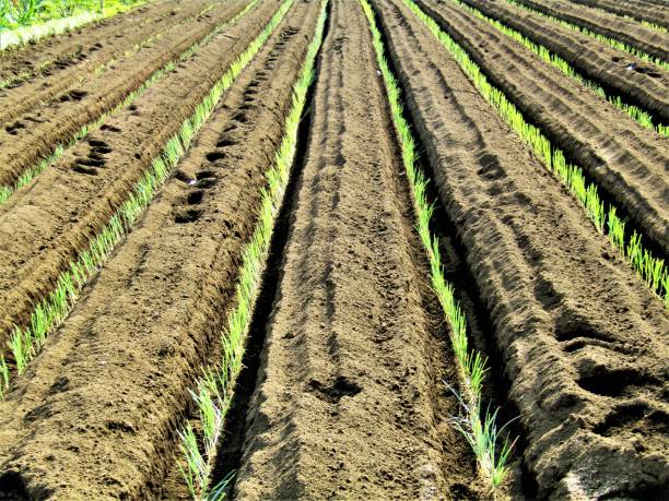 istock Japan. May.  Agricultural fields. Diminishing perspective. 1322410480