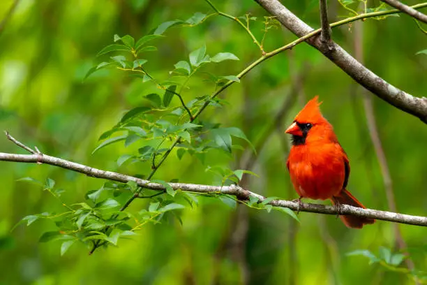 Photo of Curious Cardinal Perched on a Small Branch