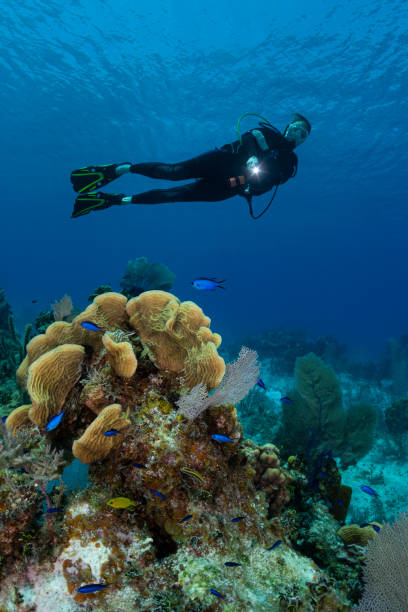 istock Caribbean marine life and diver 1322411991