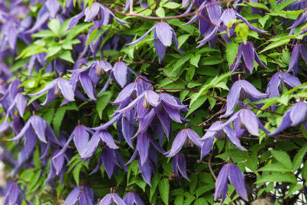 Siberian or Alpine clematis blooming with purple flowers, closeup Siberian or Alpine clematis blooming with purple flowers, closeup clematis alpina stock pictures, royalty-free photos & images