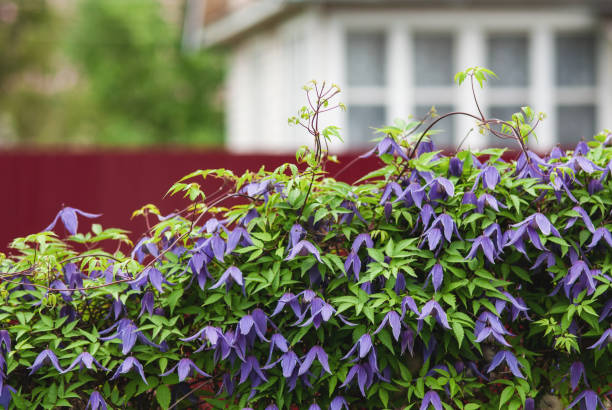 Hedge of blooming purple Alpine clematis next to the summer cottage Hedge of blooming purple Alpine clematis next to the summer cottage clematis alpina stock pictures, royalty-free photos & images
