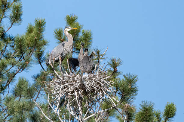 istock Great Blue Heron mating pair adding to nest with 2 or 3 newborns 1322413355