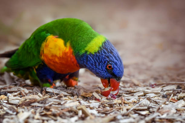 Hungry Rainbow Lorikeet Australian native rainbow lorikeet eating grapes on the ground feeding grapes stock pictures, royalty-free photos & images