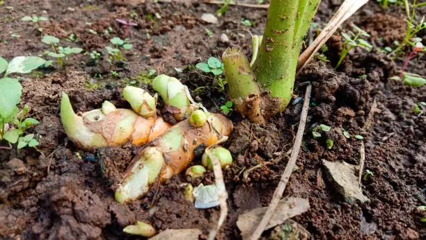 Turmeric tree and a little visible trunk on the ground, fresh turmeric photo