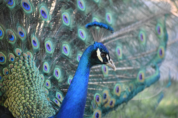 istock Indian Peafowl Headshot 1322415866