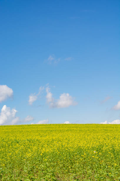 istock Canola field in full bloom and blue sky 1322415887