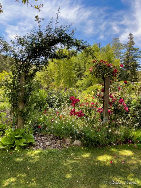 istock Rose-Covered Trellis in Formal Garden 1322416540