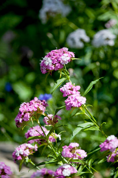 istock Multi-colored flowers growing in a garden. 1322420943