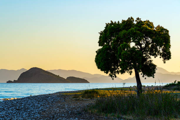 Single tree by the sea and a mid distant island at sunset.