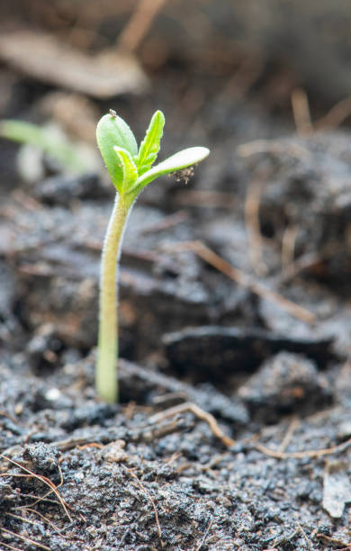 istock Marijuana seed natural small green hemp sprout seedling, cannabis seeds on soil background, close up of planting hemp seeding agriculture herbal medicine 1322423474