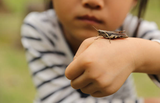 istock a grasshopper stay on a child's palm 1322424110