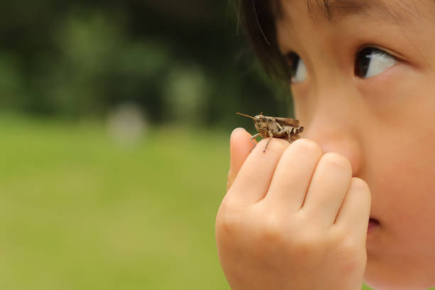 Kid holding grasshopper and playing with it.