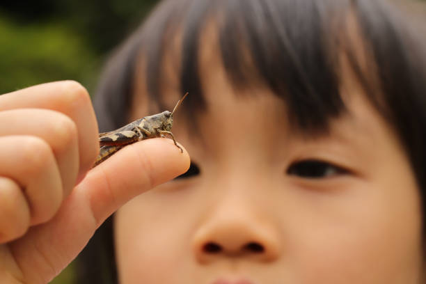 istock a grasshopper stay on a child's palm 1322424170
