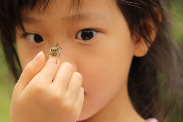 a grasshopper stay on a child's palm a grasshopper stay on a child's finger in a park grasshopper photos stock pictures, royalty-free photos & images