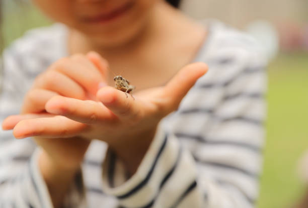 istock a grasshopper stay on a child's palm 1322424229