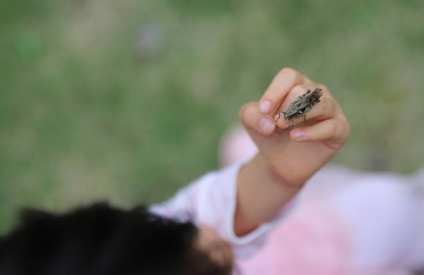 a grasshopper stay on a child's finger in a park