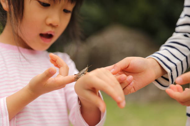 istock a grasshopper stay on a child's palm 1322424235