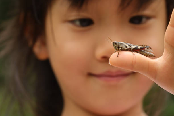 a grasshopper stay on a child's palm a grasshopper stay on a child's finger in a park orthoptera stock pictures, royalty-free photos & images