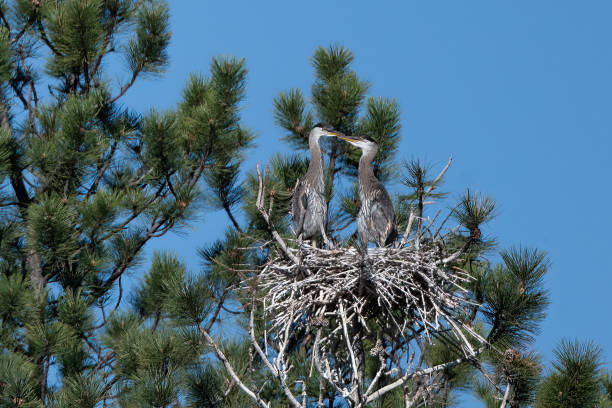 istock Two Great Blue Heron fledglings perched on tree top 1322424275