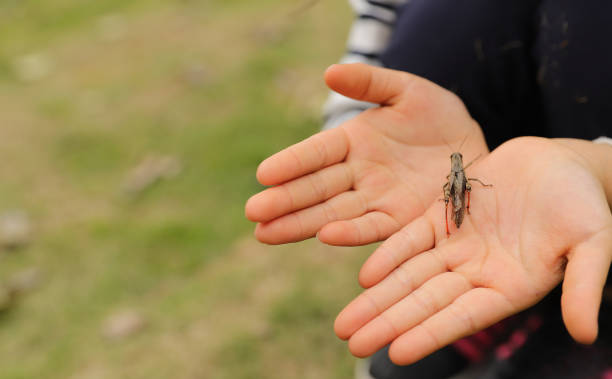 istock a grasshopper stay on a child's palm 1322424281