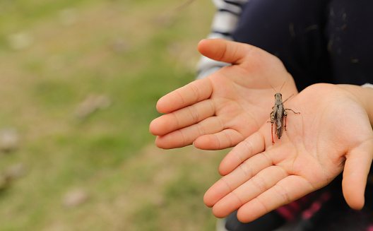 a grasshopper stay on a child's finger in a park