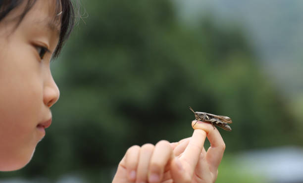 istock a grasshopper stay on a child's palm 1322424283