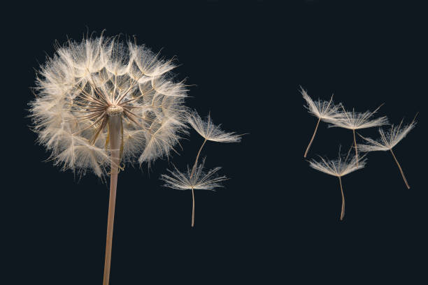 Close-up of dandelion isolated on a black background.