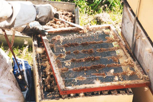 istock Cleaning Beeswax on Excluder Frame in Beehive 1322427427