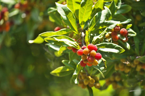 istock Fruit of the Myrica rubra 1322428338