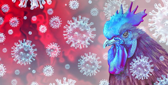 Bird flu virus and rare strain viral infected livestock as chickens and poultry as a health risk for global infection outbreak and disease control concept or agricultural public safety symbol with 3D illustration elements.
