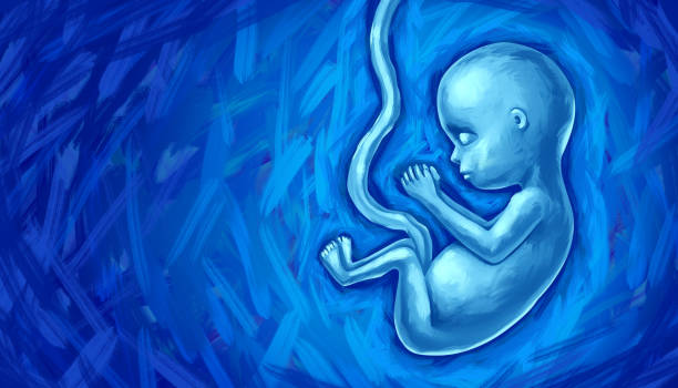 desenvolvimento fetal - fetus - fotografias e filmes do acervo