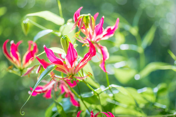 Beautiful Gloriosa Lily Flowers