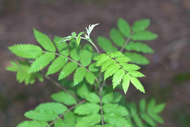istock green leaves of a young tree in the forest 1322432355