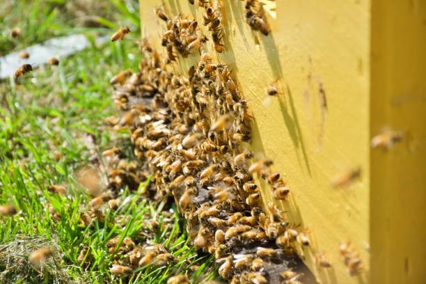 Honey bees at Entrance to Beehive A close-up of Honey Bees at the entrance to a Beehive. beehive new zealand stock pictures, royalty-free photos & images