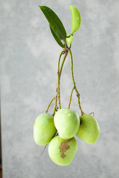 istock Bunch of Raw mango or Green mango 1322434754