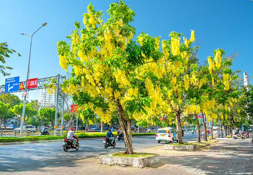 Ho Chi Minh city, Vietnam, February 27th, 2021: Busy traffic at boulevard with Cassia fistula flower tree blooms planted along roadside adorns city growing urban landscape Ho Chi Minh city, Vietnam
