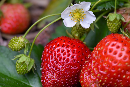 Flower and fruit on a strawberry plant