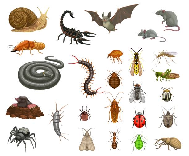 Agricultural, home pests, insects and animals set Pests insects disinfection, animals deratization. Cartoon vector snail, scorpion and bat, mouse, rat and termite, snake, centipede and flea, bedbug, fly and wasp, mosquito, locust and colorado beetle insect stock illustrations