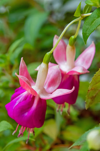 istock fuchsia flower in pot with green leaves 1322438525