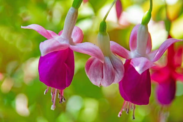 istock fuchsia flower in pot with green leaves 1322438549