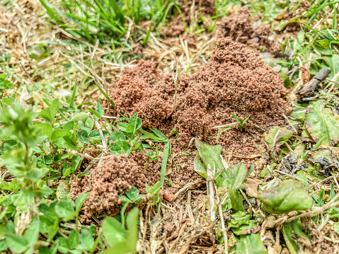 Ants push up the dirt in the grass.